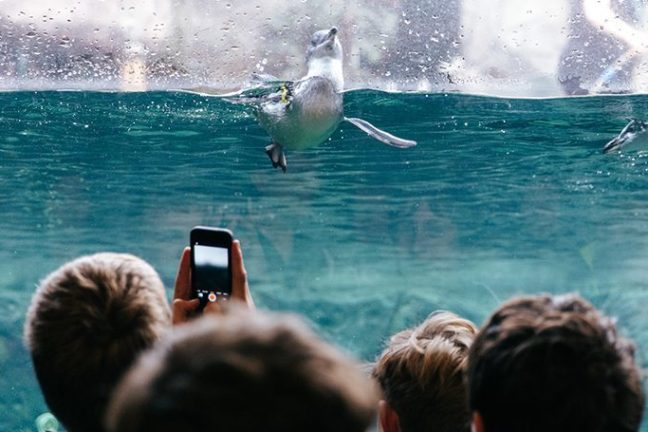 take photo of penguin